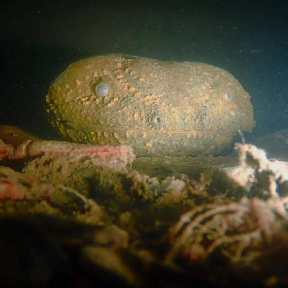 The eastern hellbender is a rare giant salamander, and was recently spotted in Eastern Kentucky.
