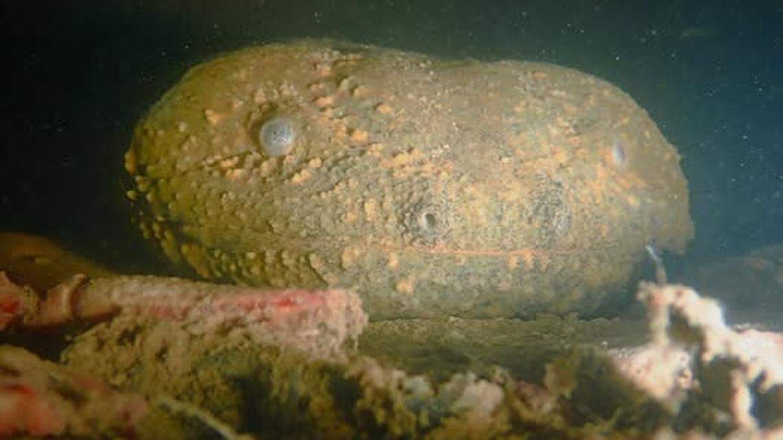 The eastern hellbender is a rare giant salamander, and was recently spotted in Eastern Kentucky.
