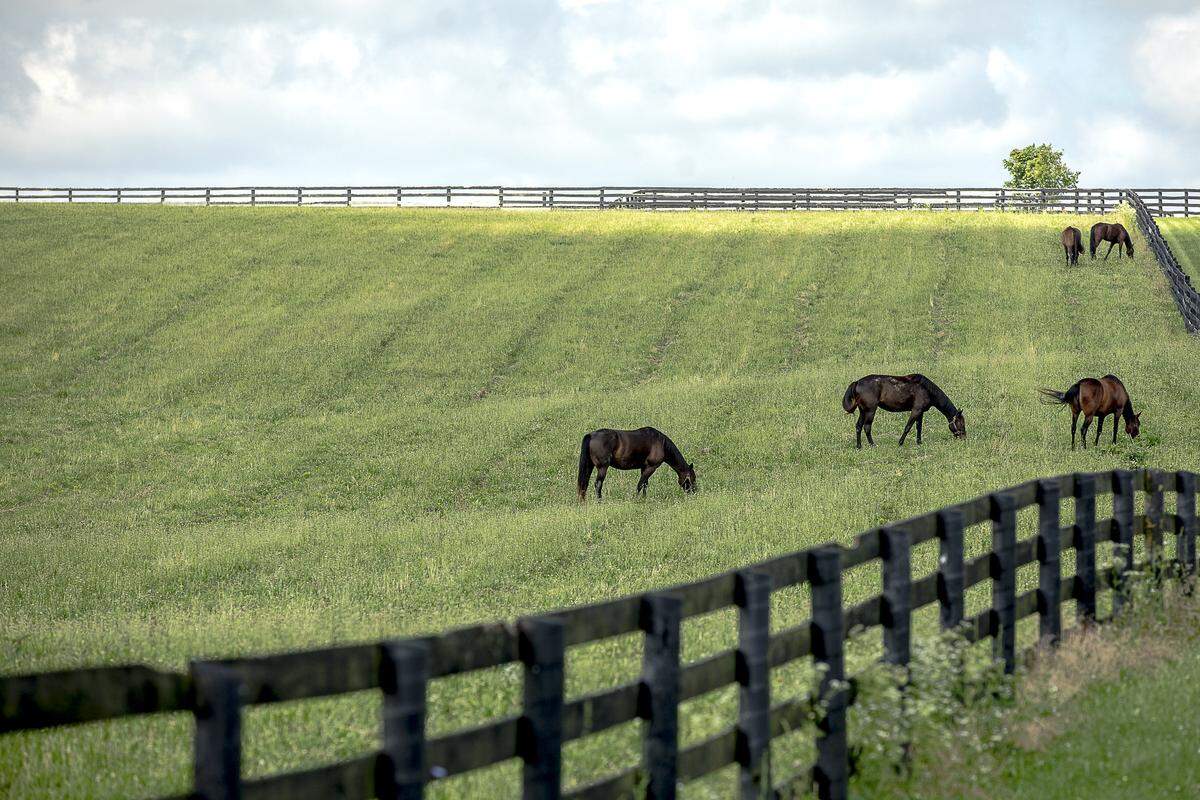 Horses graze in a field at Caviart Farms off Winchester Road near Paris, Ky., in Bourbon County on Friday, June 21, 2019.