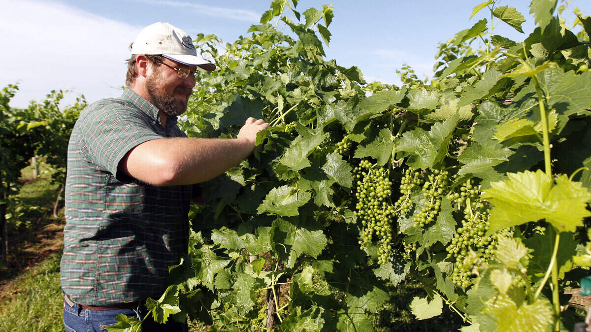 Research  vineyard  manager, Sean Lynch thinned some of the grapes at the UK  Horticulture Research Farm. Although Kentucky is the home of  bourbon,  American  winemaking actually began here, with the nation's first  commercial vineyard established in 1798 in what is now Jessamine County.           