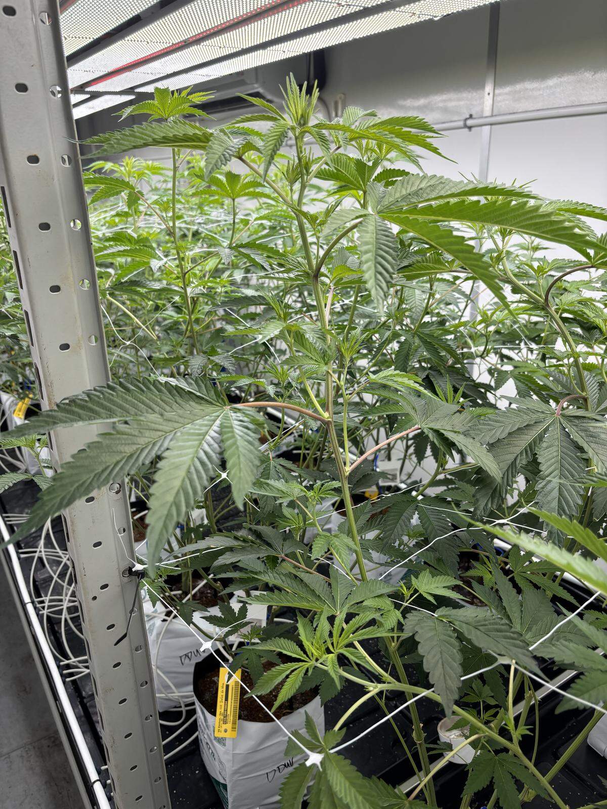 Marijuana plants mature at VS Kentucky Ops in Nicholasville, a newly opened medical marijuana cultivator.