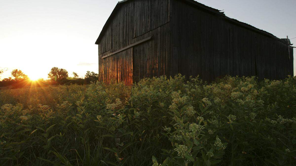 The sun rose near a tobacco barn in the Jessamine County community of Pink, which was named for the first postmaster, James Pink Overstreet. The head of the Kentucky Heritage Council said old barns are disappearing from the countryside "at an alarming rate."    