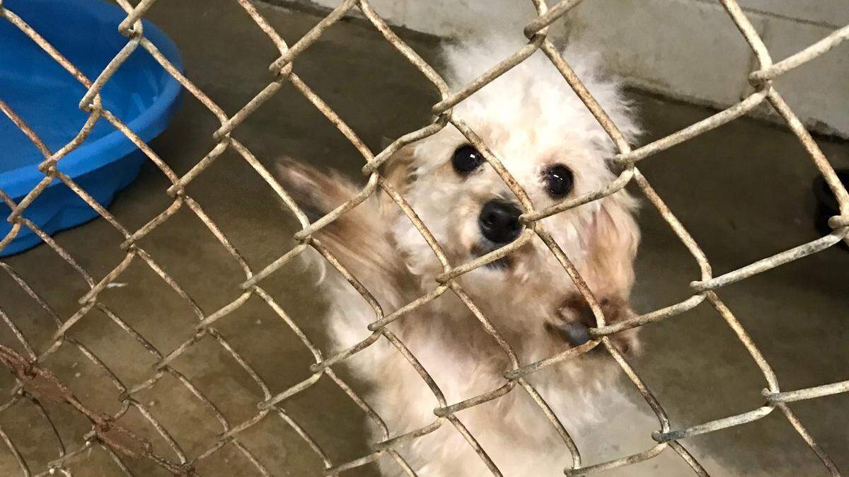 This puppy was one of 40 seized from a suspected puppy mill in Breckinridge County. The shelter there has had to support the dogs for about a year waiting for the case to go to trial.