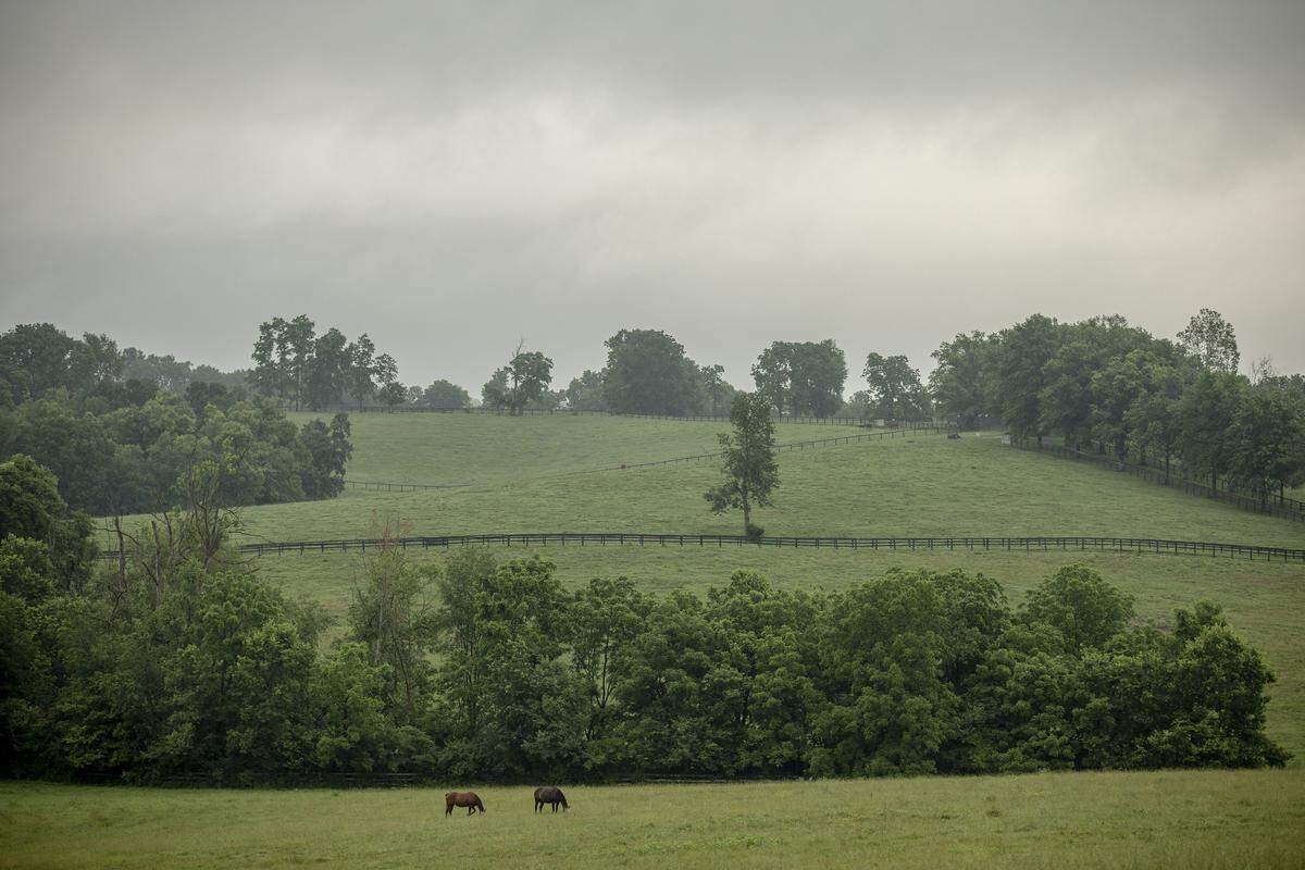Horses graze in a field at Rose Hill Farm in Fayette County Monday, July 10, 2019. 