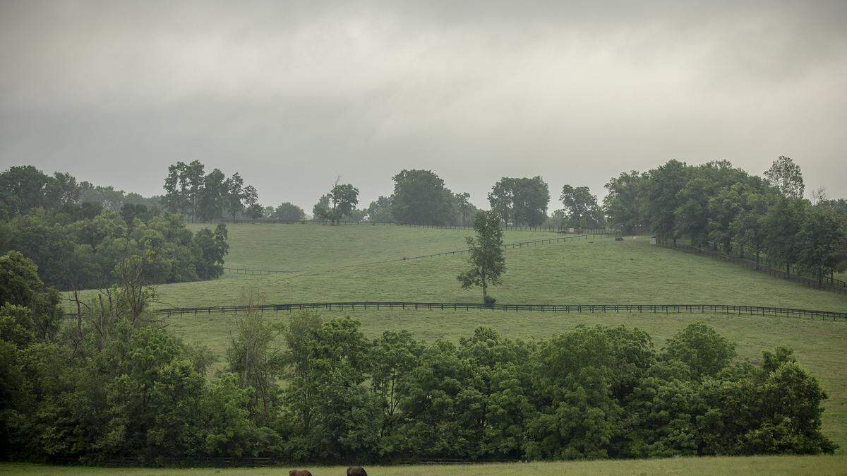 Horses graze in a field at Rose Hill Farm in Fayette County.