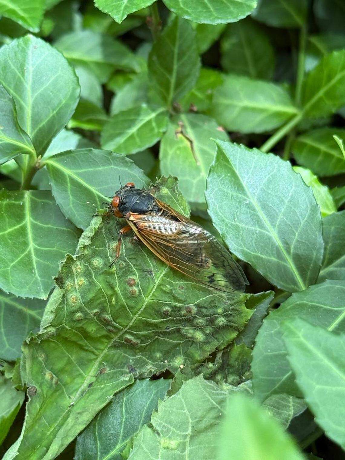 An adult cicada rests on a leaf at Veterans Park in Lexington.
