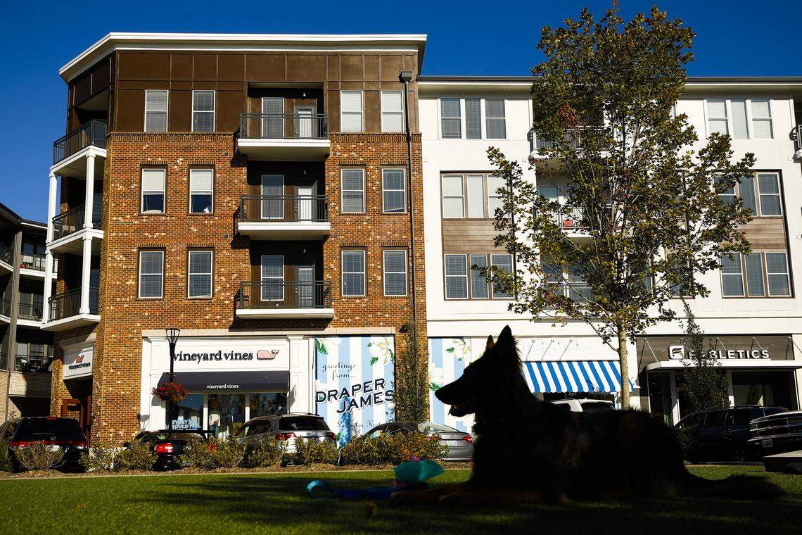 Maggie a 2-year-old shepherd mix lounges outside the Shake Shack at The Summit at Fritz Farm in October 2018. Draper James, with the blue and white striped awning, announced the Lexington store will close on Feb. 23.