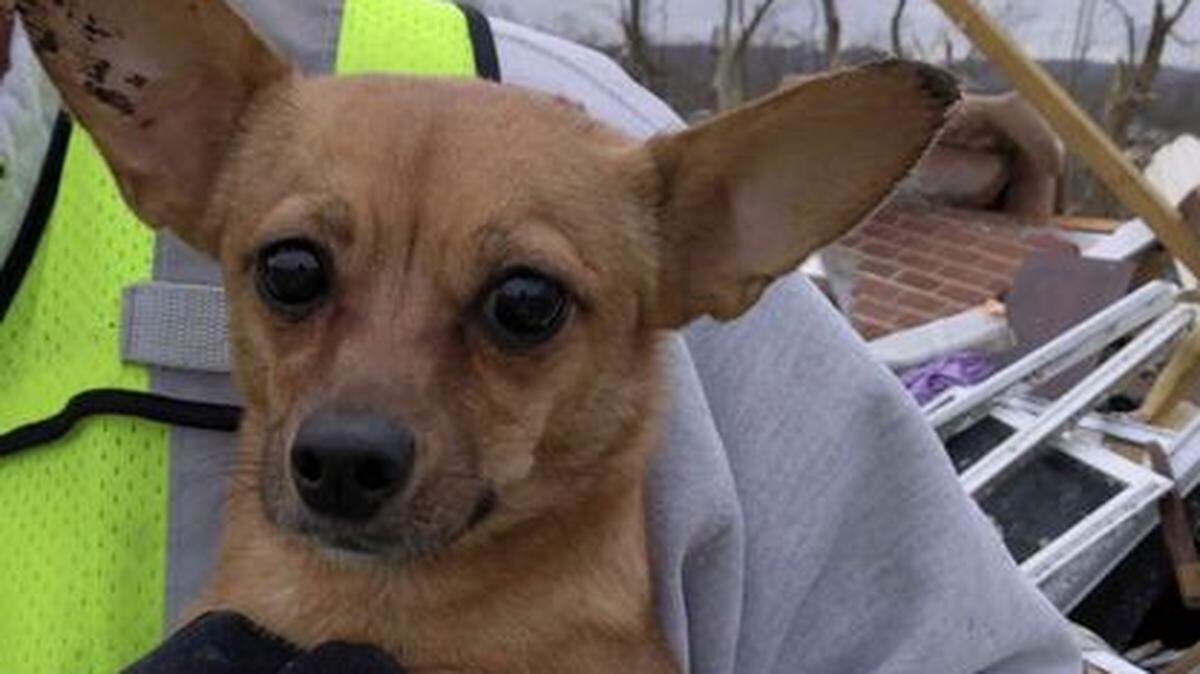 Rosie May, a chihuahua mix, disappeared as she and her owners were being rescued from a tornado-hit Hopkins County home. But officials at the local Humane Society said days later she found her way home and hid in the rubble until staff rescued her again. Source: Hopkins County Humane Society.