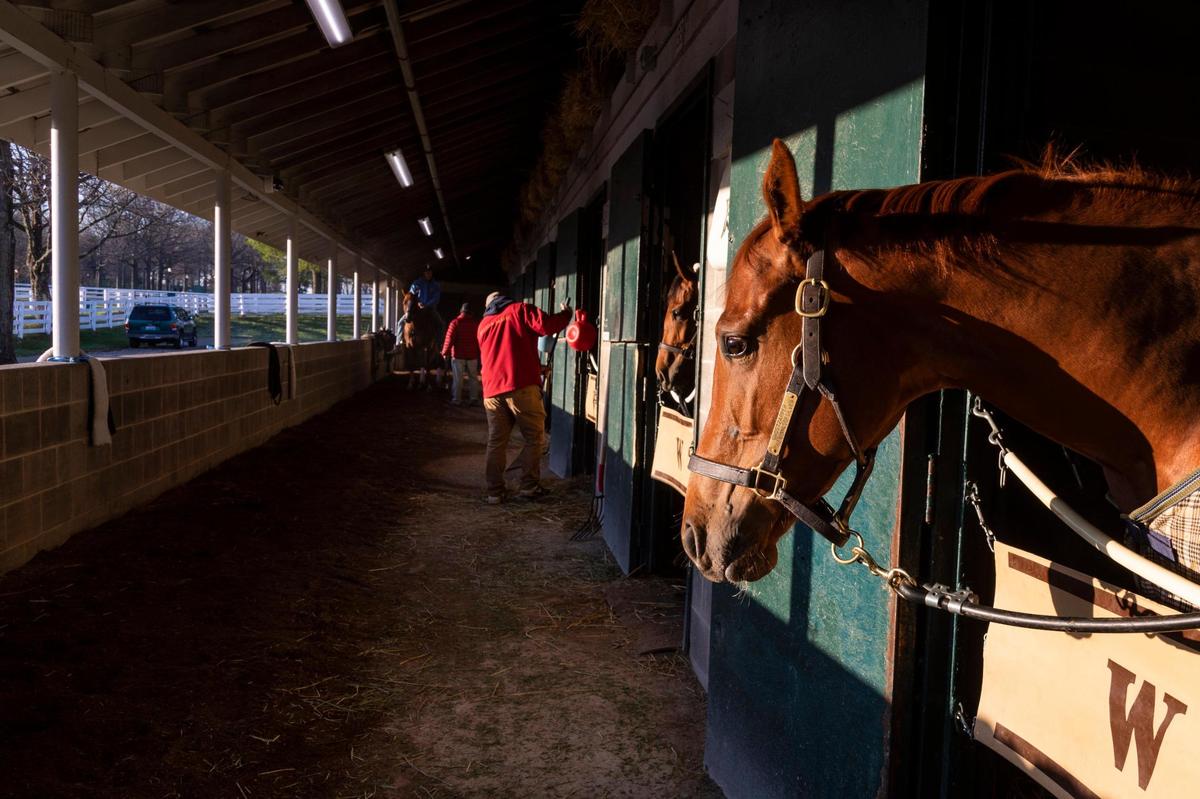 One of eight of Ready Made Racing’s horses, Ghostzapper, stabled at Keeneland before the spring meet.