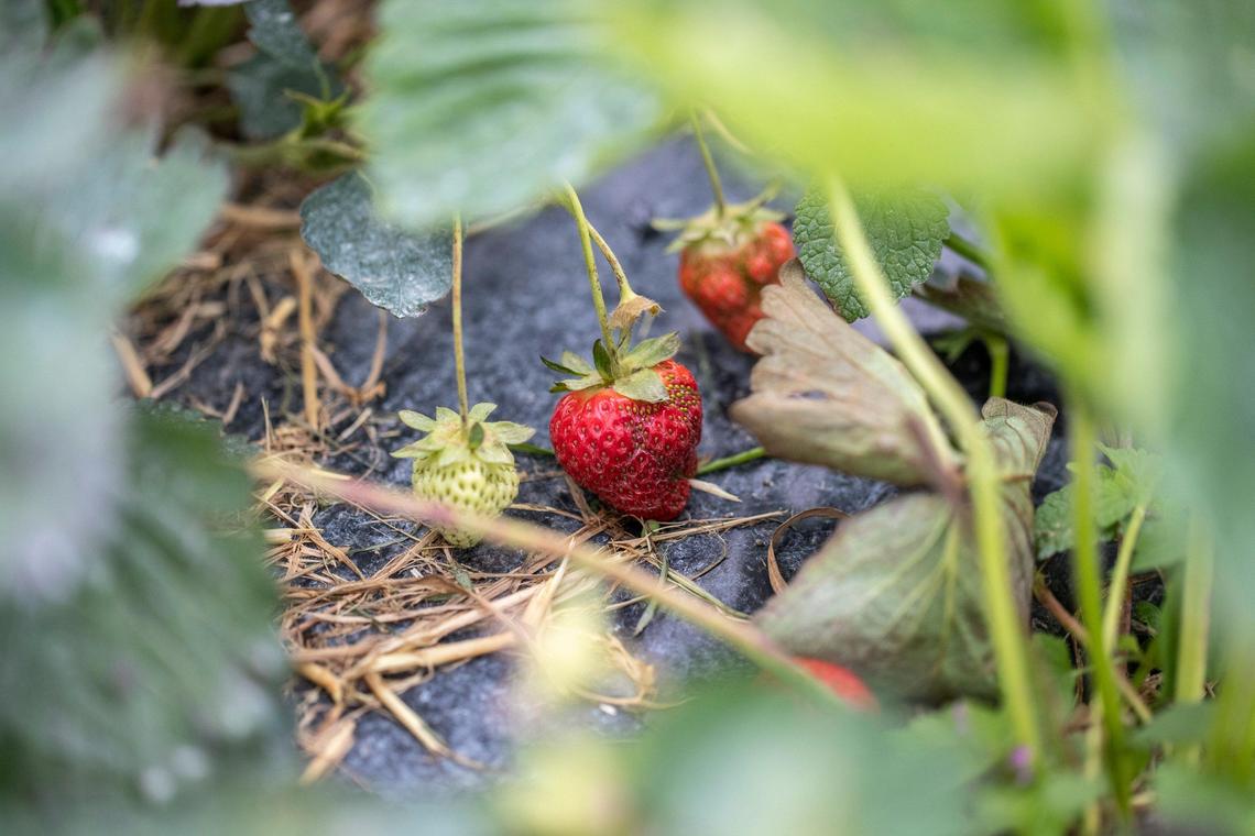 Strawberries grow at Eckert’s Farm May 6 in Versailles.