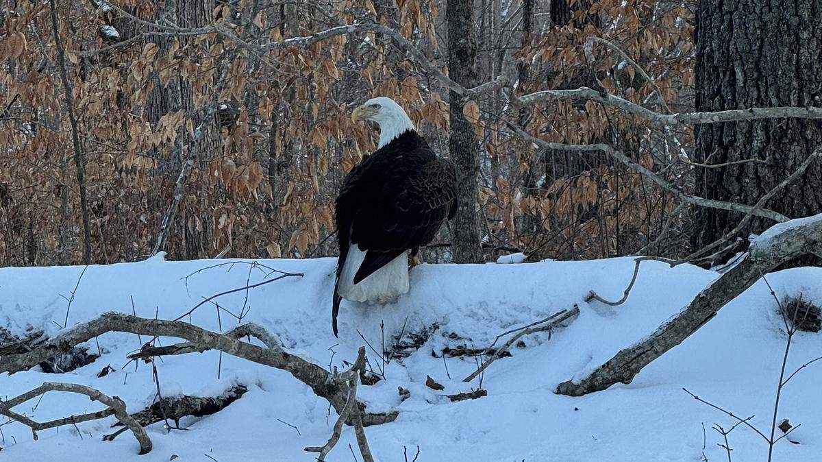 A bald eagle was found with a gunshot wound at Lake Cumberland State Park on Feb. 2, 2026.