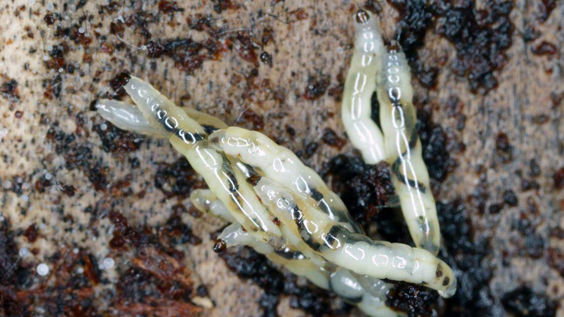 Fungus gnat larvae are depicted here on the soil. They are white, maggot-like creatures with black heads.