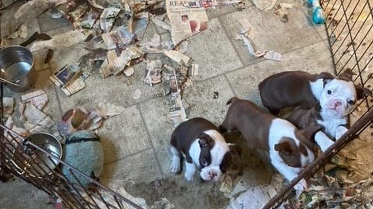 The Warren County Sheriff’s Office said 63 dogs were seized after being found living in dirty conditions Thursday.