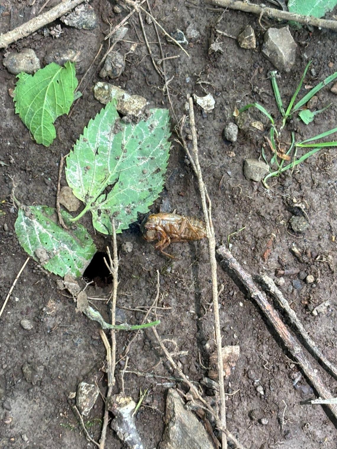 A shed cicada shell rests next to an emergence hole at Ashland Park in Lexington on May 17, 2025.
