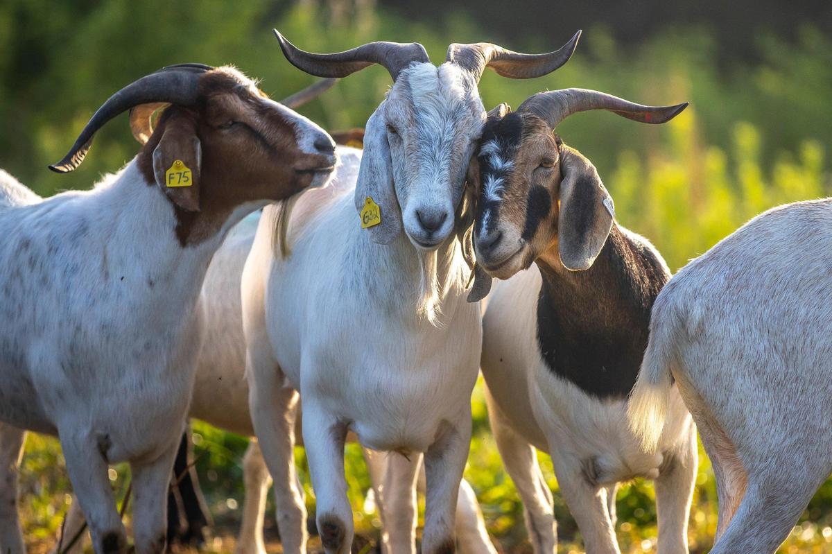 Goats from Kentucky State University live at the West Sixth Farm in Frankfort.