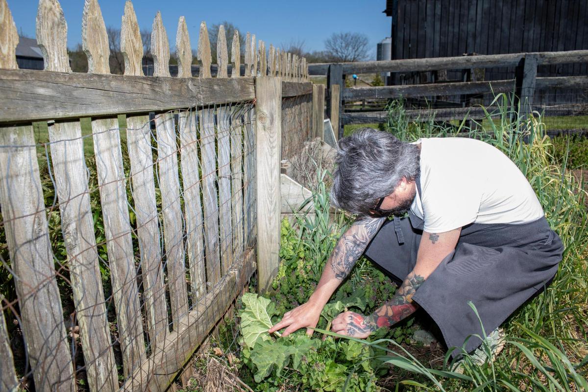 Chef Jon Baugh checks on Solidago’s small garden behind the restaurant in Paint Lick. “Whatever I can get I just try and get it on the menu as quick as possible.”