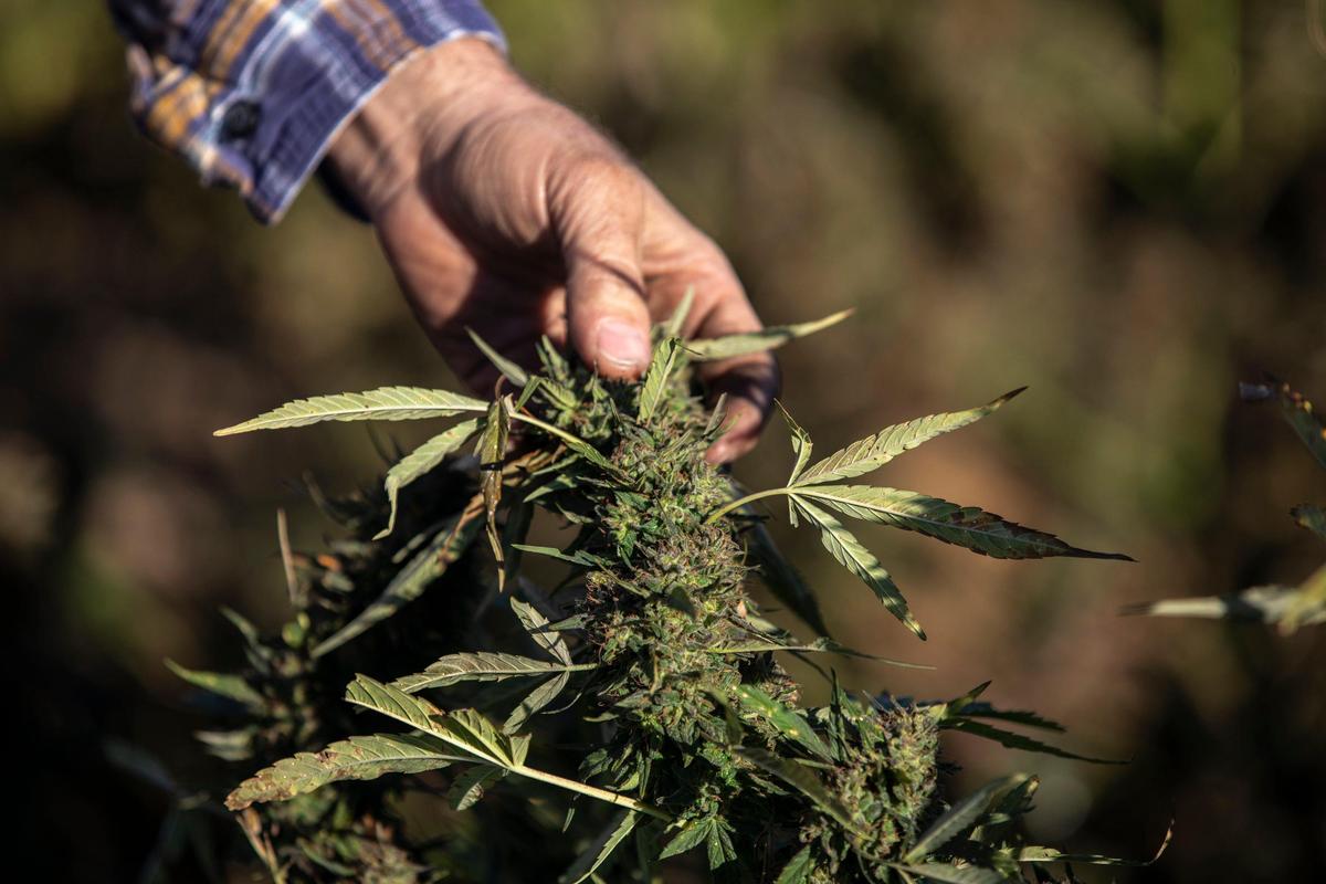 Adam Yazell examines hemp growing in a field near Berry, Ky., Thursday, Oct. 24, 2019. Yazell was among farmers suing GenCanna over a failed partnership.