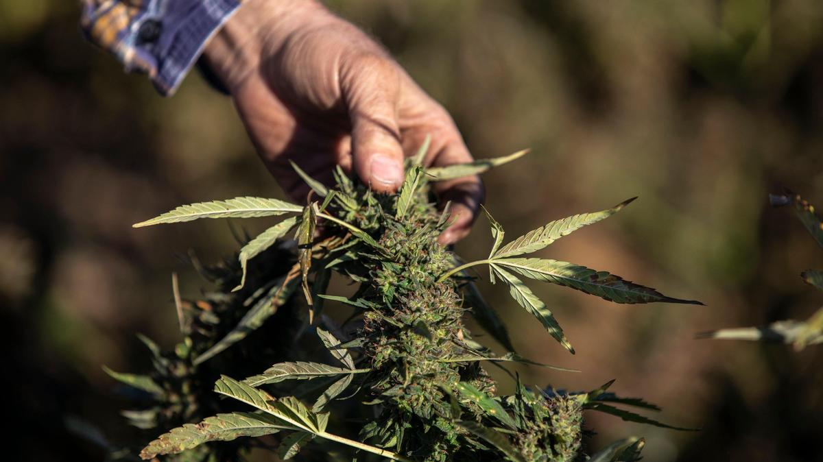 Adam Yazell examines hemp growing in a field near Berry, Ky., Thursday, Oct. 24, 2019.