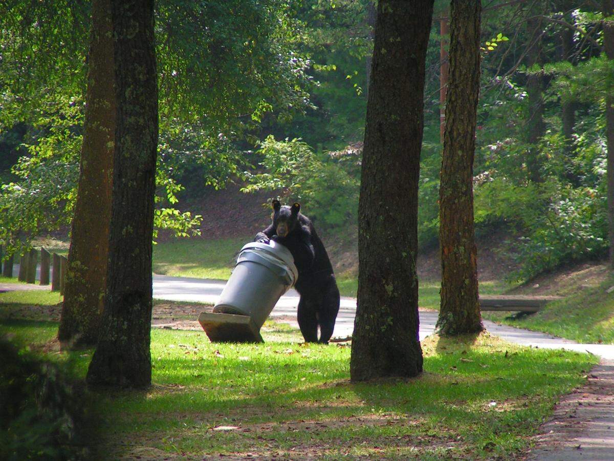 Before bear-proof garbage cans were installed at Kingdom Come State Park in Harlan County, there was a problem with black bears getting into the trash for food.