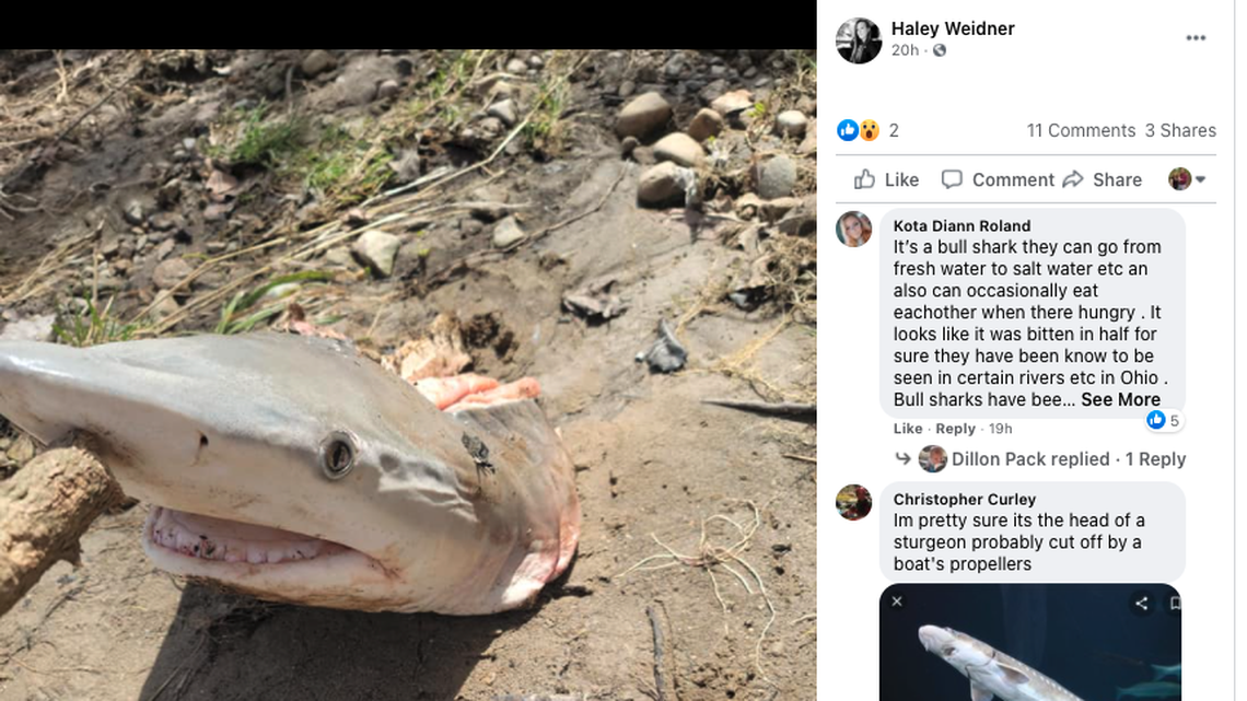 A shark head was found along the shore of the Great Miami River in Ohio.