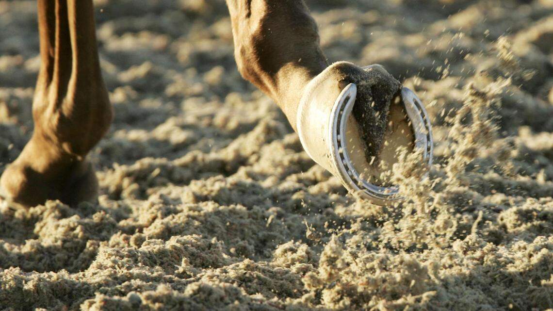 Equine injury data show Keeneland, racing on a synthetic surface, has a low race-related fatality rate. "Isn't it supposed to be about the safety of the horses?" trainer Charlie LoPresti said.      