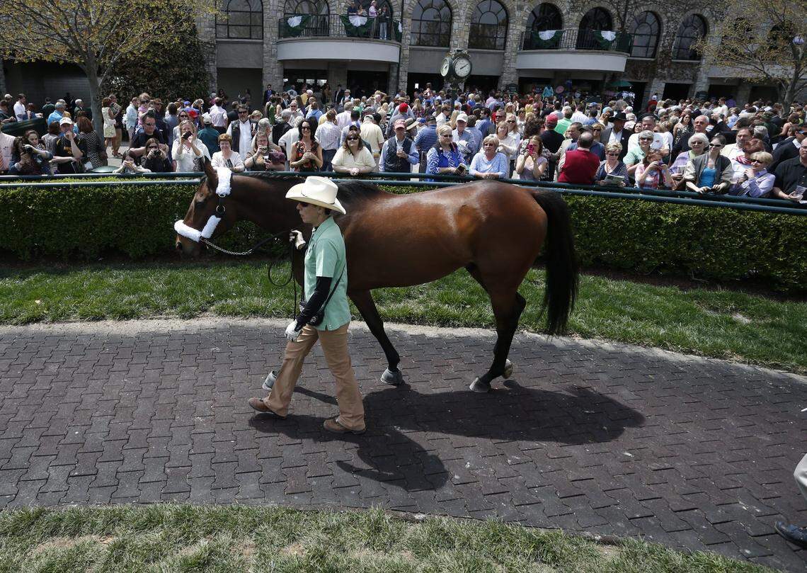 Mine that Bird took a walk in the Keeneland paddock on a day that the cast of the movie “50 to 1” visited the track, April 18, 2014.