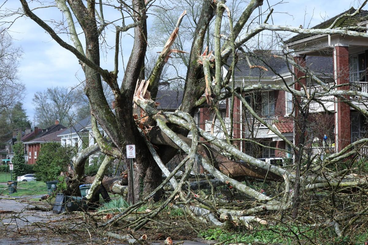 Two large trees caused heavy residential damage following a severe thunderstorm in Lexington, Ky., on April 2, 2024.