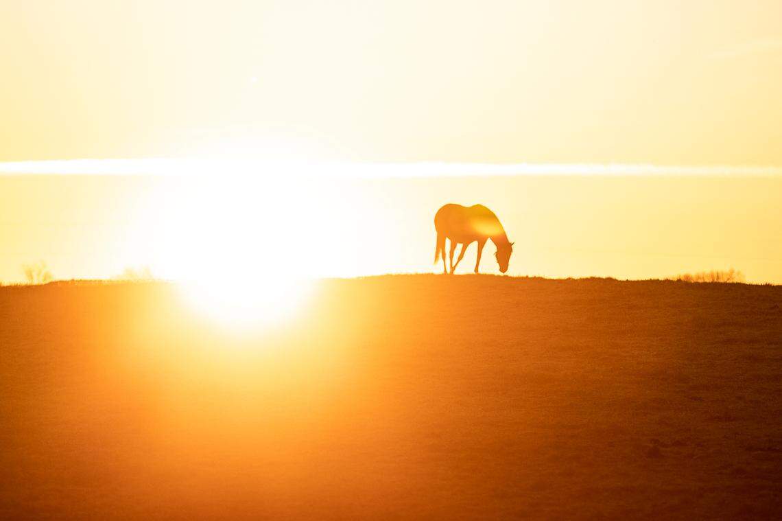 A horse grazes in a field off Mt. Horeb Pike in Fayette County, Ky., as the sun rises Monday, Jan. 6, 2019.