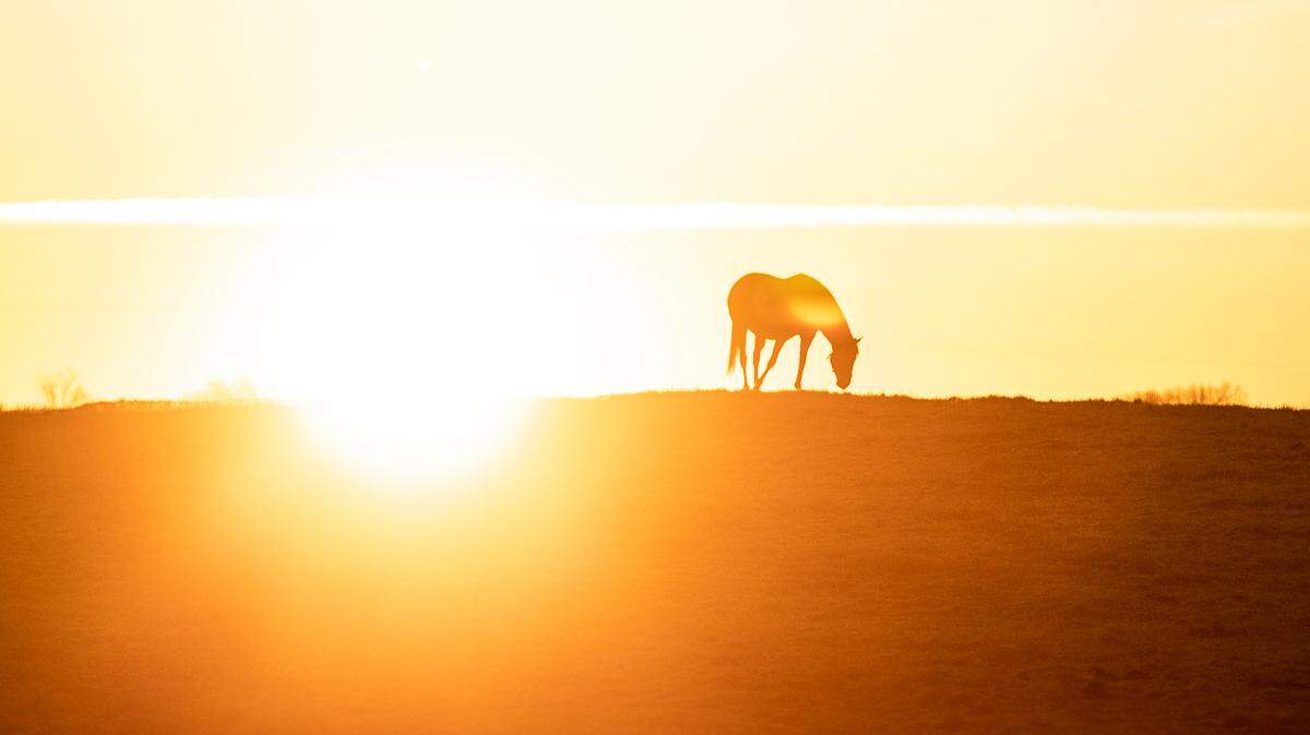 A horse grazes in a field off Mt. Horeb Pike in Fayette County, Ky., as the sun rises Monday, Jan. 6, 2019.