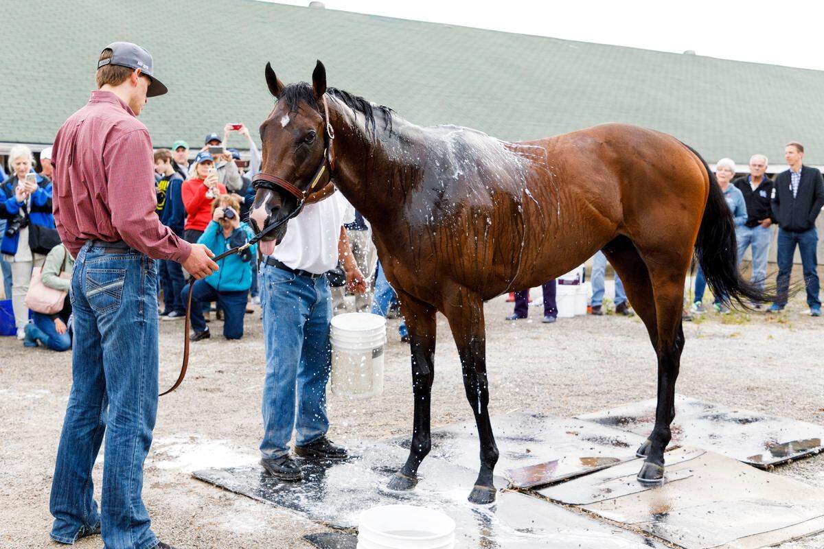 Kentucky Derby favorite Omaha Beach receives a bath after his morning gallop around the track Tuesday April, 30, on the backside of Churchill Downs in Louisville, Ky. (Elliott Hess Special to the Hearld-Leader)