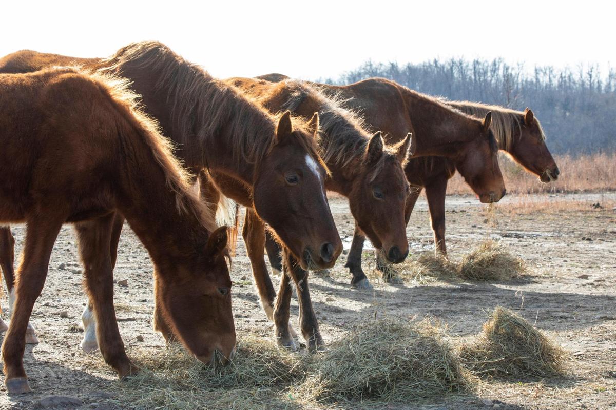 Hundreds of free-roaming horses walk on mountaintops and graze on reclaimed mine land in southeastern Kentucky near Elk View in Breathitt County, Ky., Tuesday, December 13, 2022. The Appalachian Horse Project helps to care for the horses, especially in the winter time when grass on the mountaintop is more scarce.