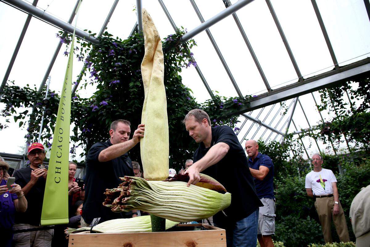 LIFE GARDEN-CORPSE-FLOWER 2 TB