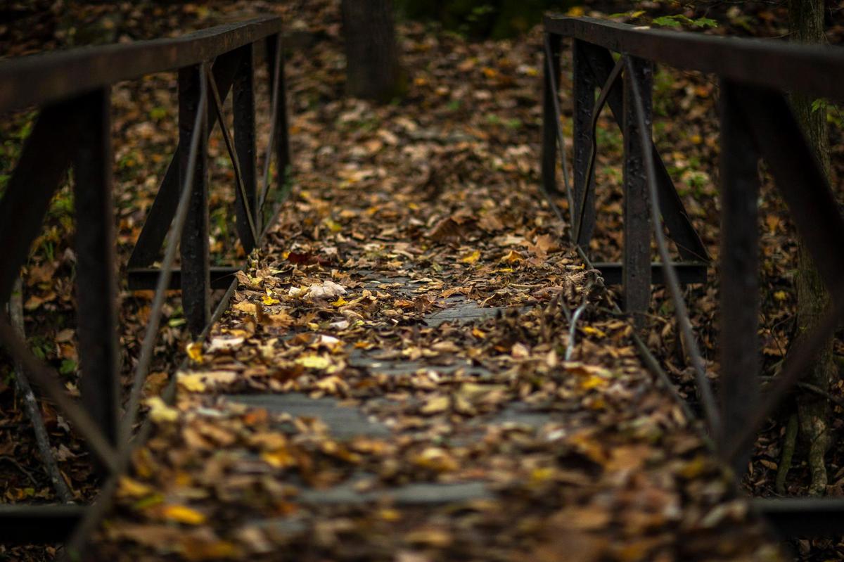 Bernheim Arboretum and Research Forest in Clermont, Ky., has 40 miles of hiking trails. Wednesday, Oct. 27, 2021
