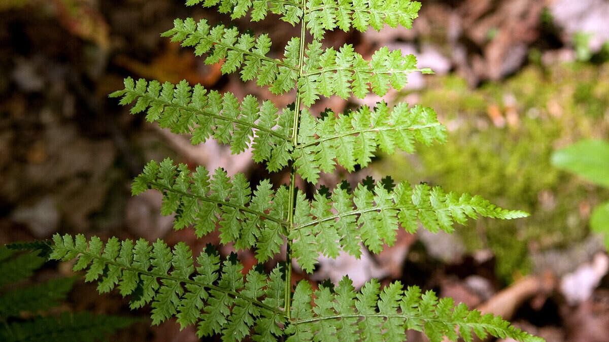 A fern grows in the old growth section Lilley Cornett Woods, which is part of Eastern Kentucky University's natural areas in rural Letcher County. These woods are among the most bio-diverse in the continental United States, with a wide variety of new & old growth species.
Photo by Tim Webb  