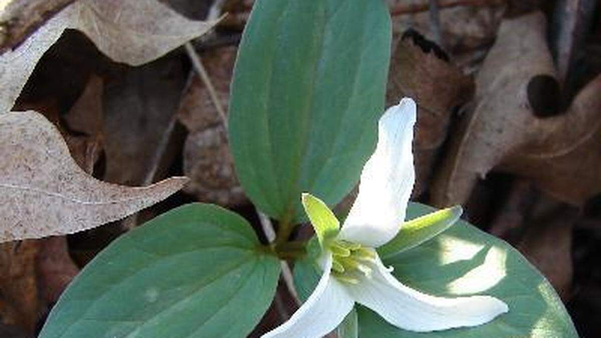 Snow trillium is one of the rare plants found in the Jessamine Creek Gorge in Jessamine County.