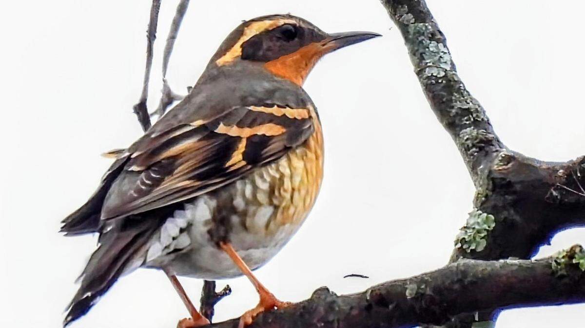 A varied thrush sat on a tree branch on Edgemoor Drive in Lexington, Ky. The bird was first spotted Jan. 16, and it’s been attracting birdwatchers ever since.