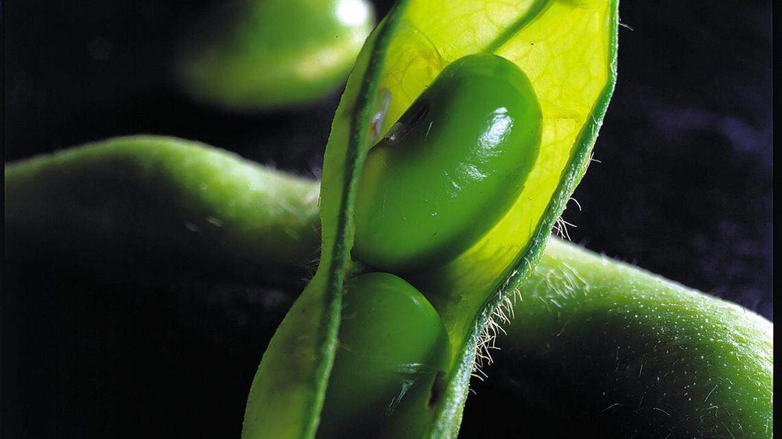 FOOD RICE-EDAMAME TB