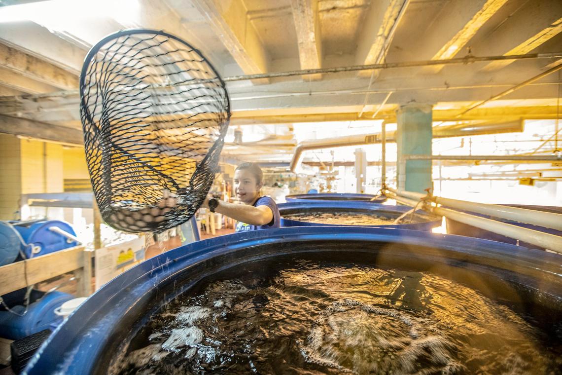 Kaitlyn Dykstra, farm manager, harvests tilapia at FoodChain, the state’s largest indoor aquaponics operation. The farm raises about 300 to 400 fish at a time and it takes about a year for the tilapia to grow to a harvestable size.