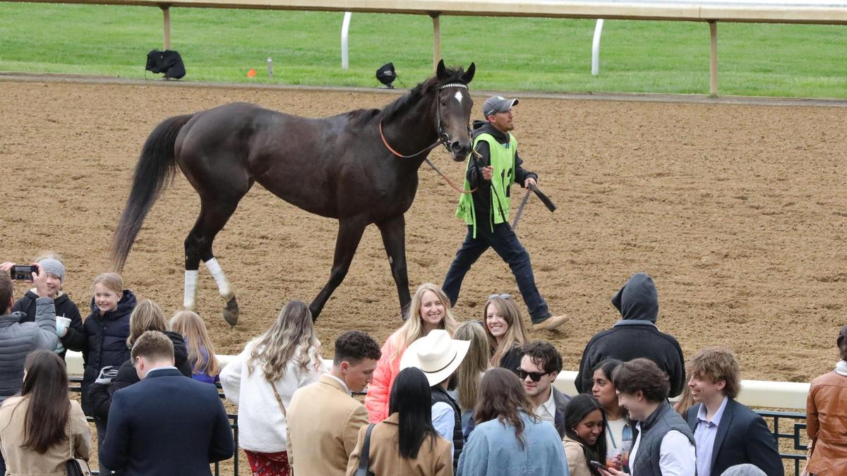 A horse cools down after an opening-day race at Keeneland as fans battle to stay warm.
