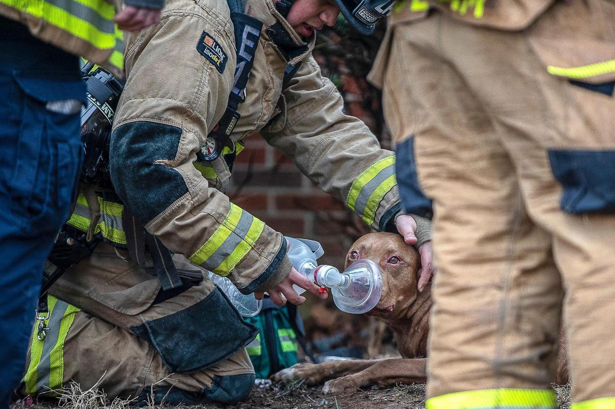 A Lexington firefighter administers oxygen to one of two dogs rescued from a structure fire on Brewer Drive in Lexington on Tuesday, Feb. 9, 2021. Both dogs were alert and walking after receiving oxygen through pet masks, which every fire truck is outfitted with, according to Jordan Saas, Lexington Fire Department battalion chief.