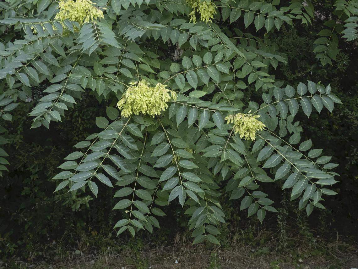 Ailanthus altissima, commonly known as the tree of heaven plant, is the preferred host plant of invasive spotted lanternflies and is itself an invasive species. Tree of heaven poisons the soil around it, choking out local plant life. Incredibly fast-growing, it can reach 25 feet in height in the single year. Tree of heaven displays leaflets posed opposite to each other. Its leaves emit a rancid peanut butter smell when crushed.