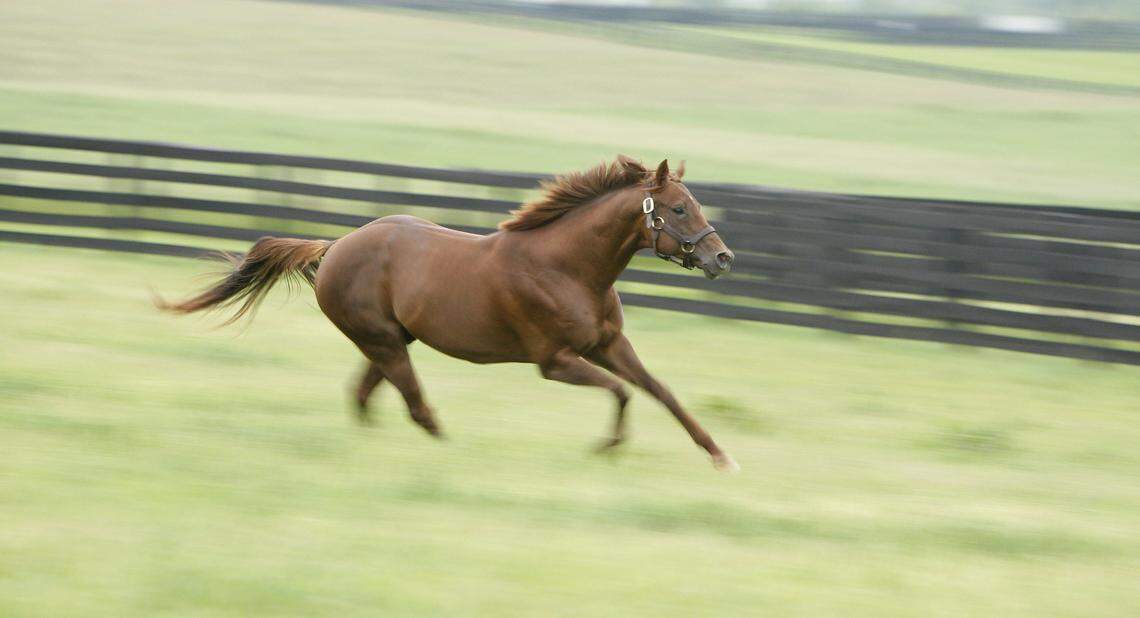 Smarty Jones went for a run after being turned loose in his paddock at Three Chimneys Farm near Midway on the morning of May, 28, 2008. He now lives in Pennsylvania.