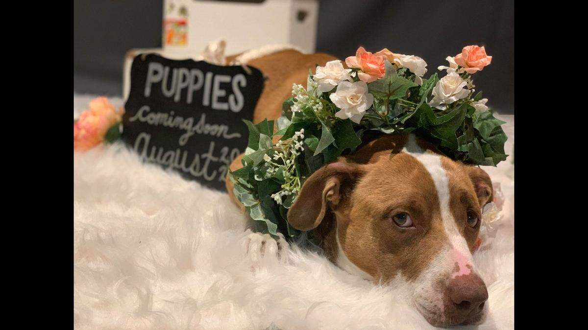 This is one of Jazz’s more alluring photos from her maternity photo shoot this week. She’s currently a resident at an animal shelter in Michigan.