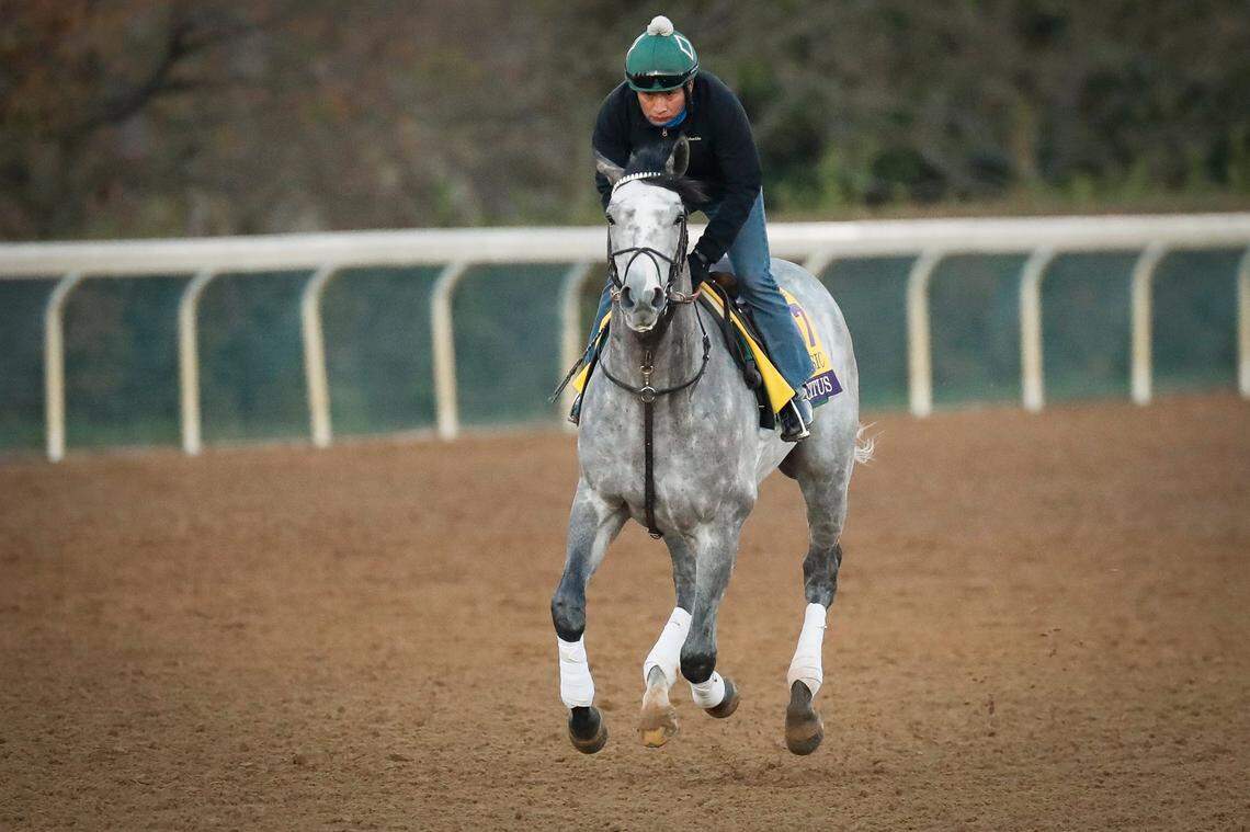 Tacitus trained Wednesday at Keeneland in preparation for Saturday’s Breeders’ Cup Classic. His gray coat will make him easy to spot, but at 20-1 he might be in over his head against one of the best Classic fields in years.