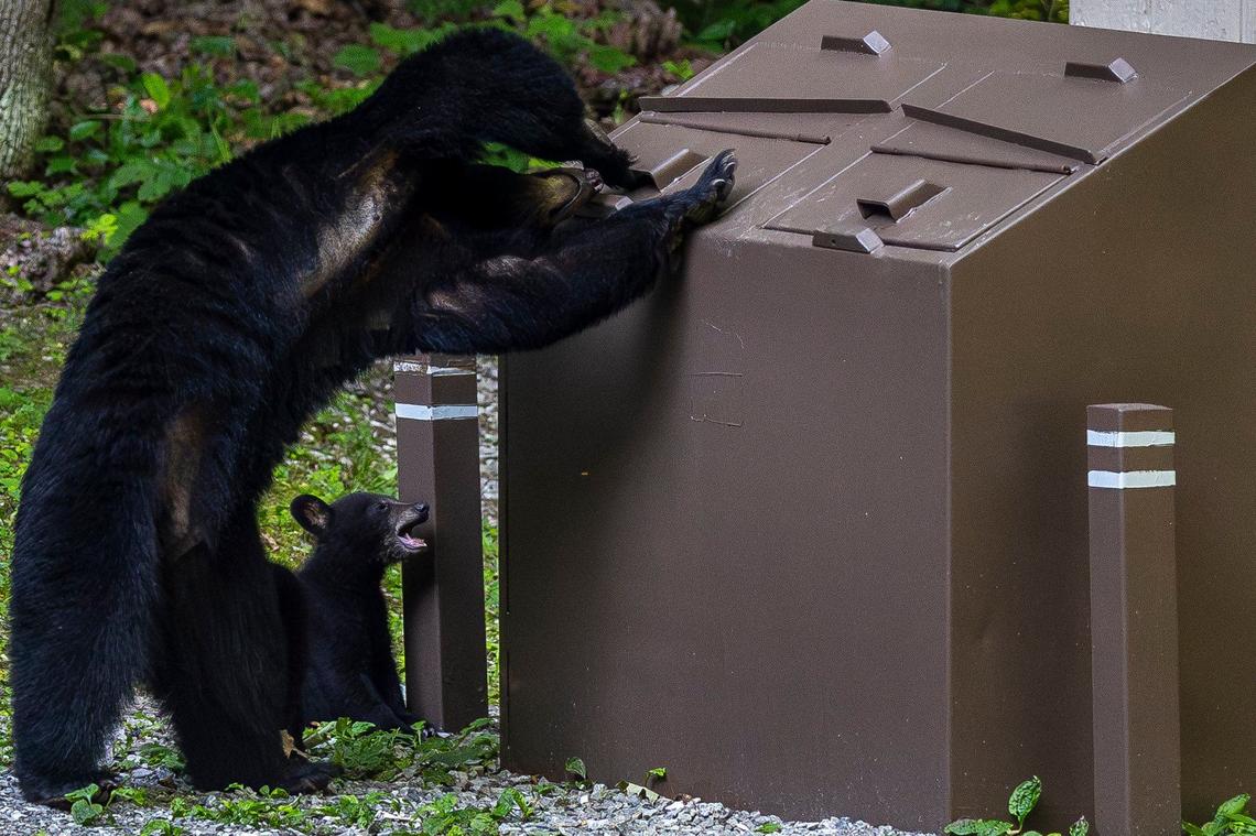 A bear unsuccessfully attempts to open a trashcan near the Saltess trailhead at Kingdom Come State Park near Cumberland, Ky., on Thursday, June 13, 2024.