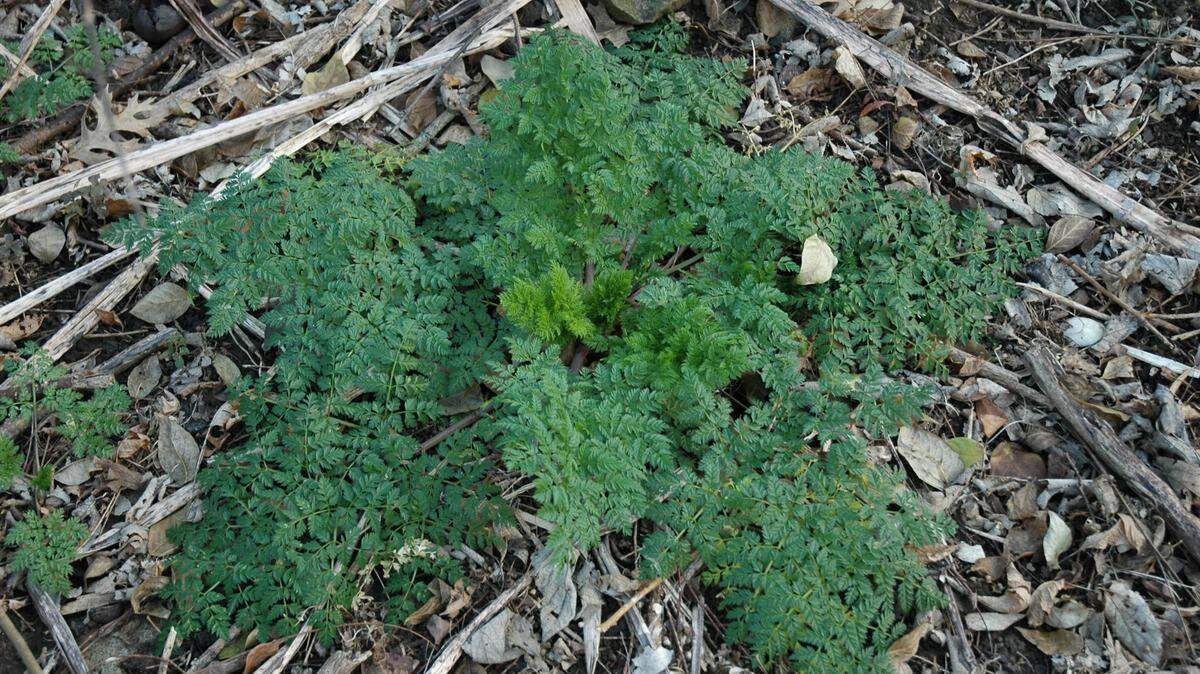 Poison hemlock is best eradicated in the early stages of its growth in the spring and fall, when it grows in a rosette shape.