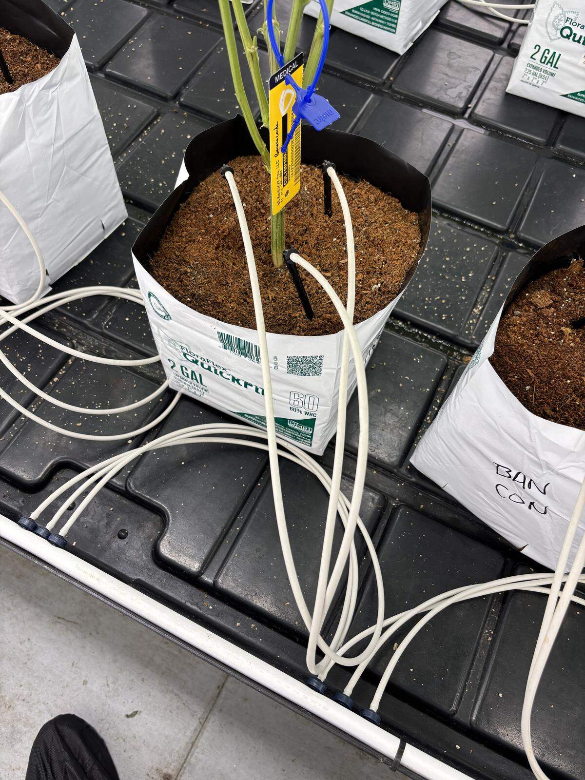 A view of an irrigation system at VS Kentucky Ops, a recently opened medical marijuana cultivator in Jessamine County.