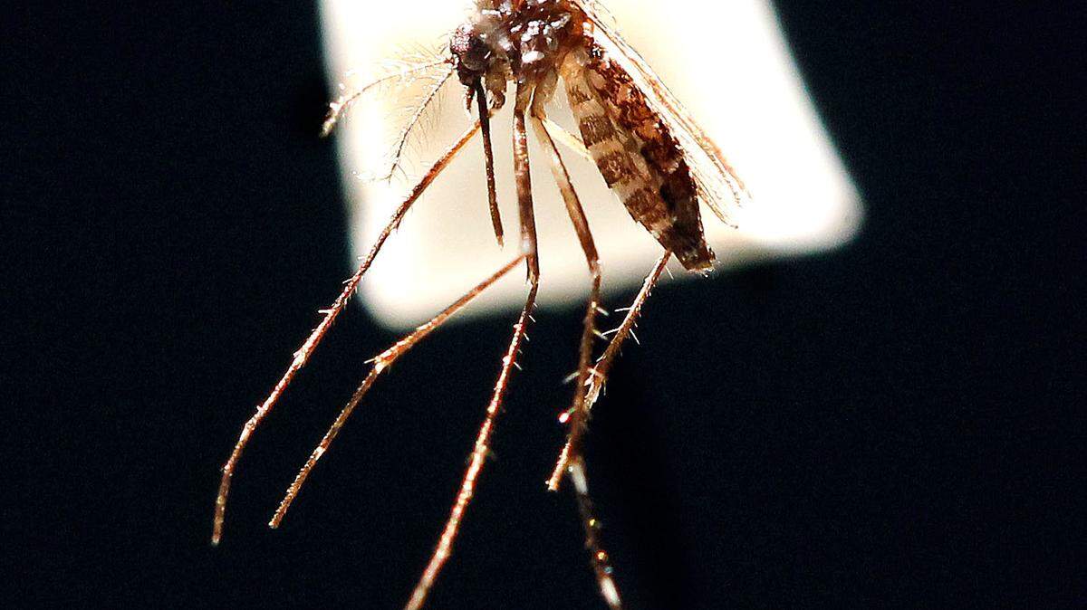 A female Asian Tiger mosquito, a type known to be in the Lexington area, is shown to participants during a course for public health workers held at the Agricultural Science Center South on the University of Kentucky campus in Lexington, Ky., June 12, 2012. Photo by Charles Bertram | Staff