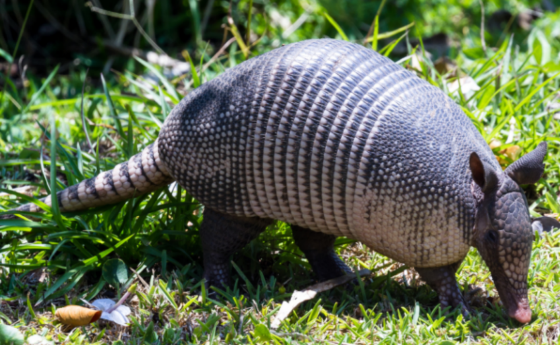 Officials inspected roadkill in the Bernheim Forest and determined it was a dead nine-banded armadillo.