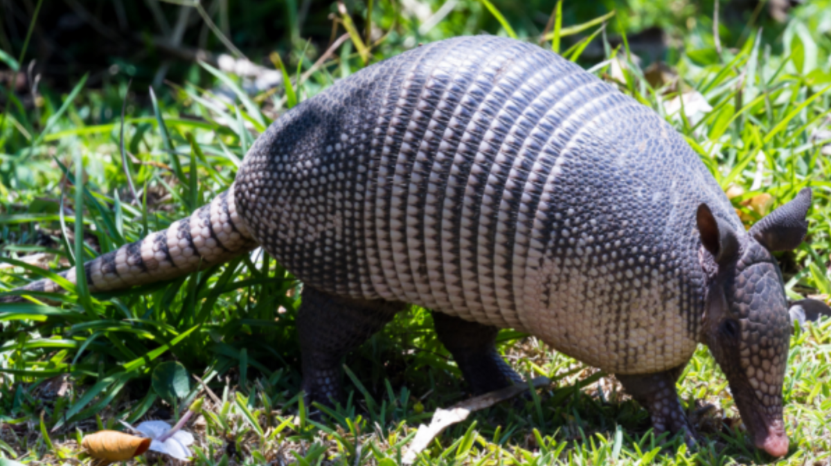 Armadillos have been invading South Carolina for years. Here’s how to keep them from your yard.